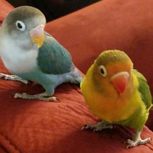 Meet your Posher, Mildred